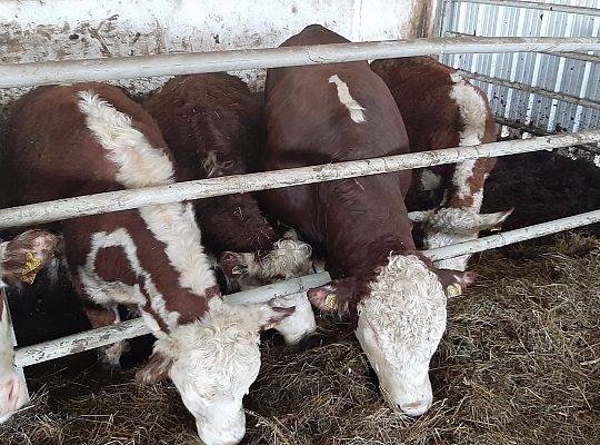 Bydło rasy Hereford