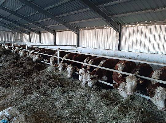 Bydło rasy Hereford