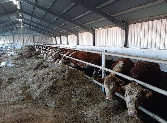 Bydło rasy Hereford