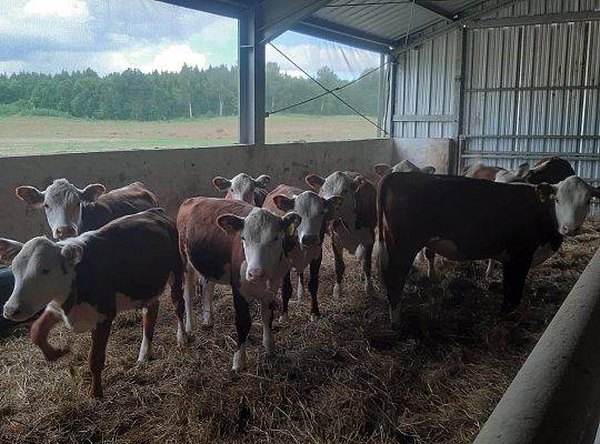 Bydło rasy Hereford
