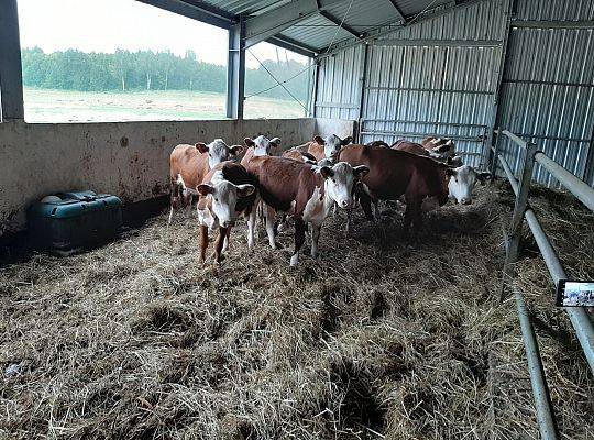 Bydło rasy Hereford