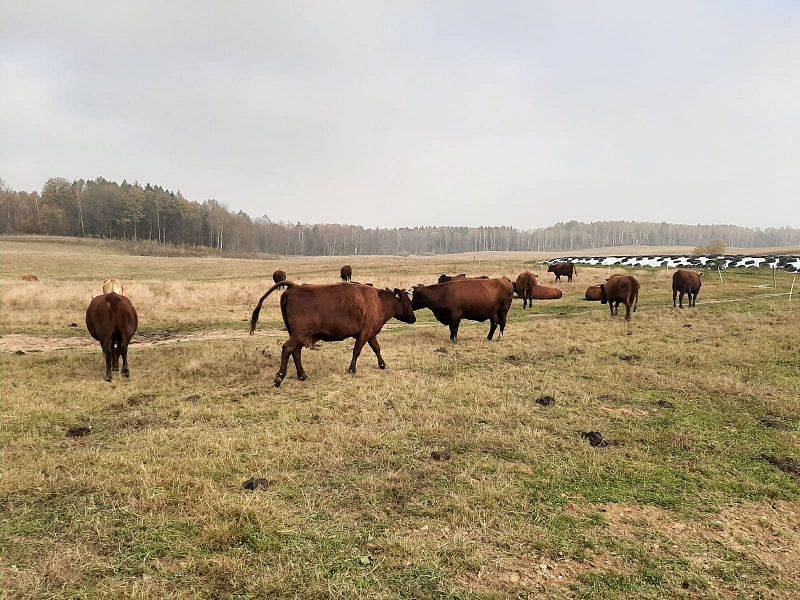 Hodowla bydła