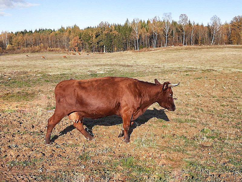 Hodowla bydła