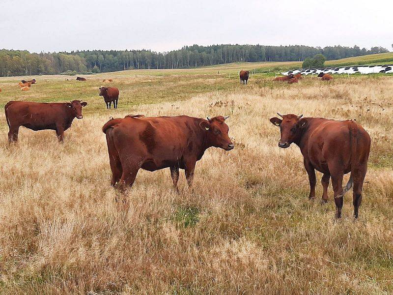 Hodowla bydła
