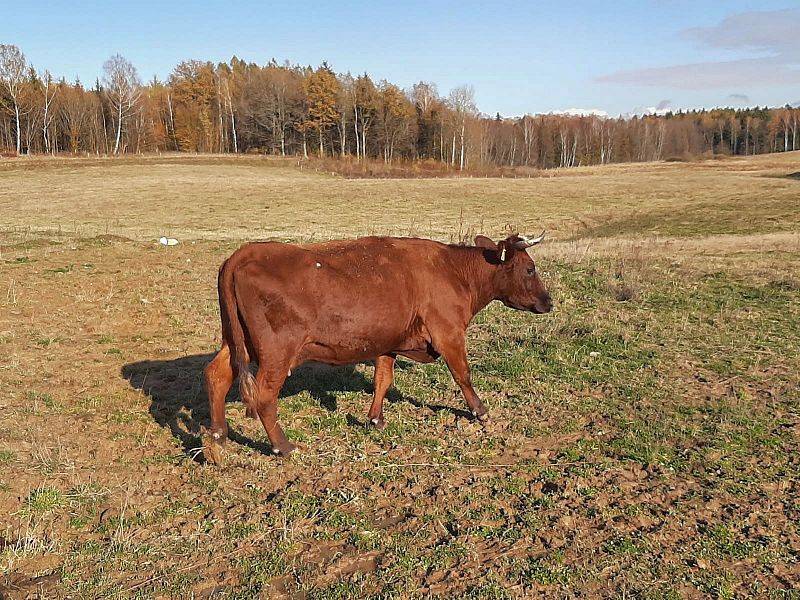 Hodowla bydła