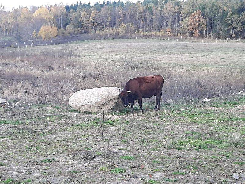 Hodowla bydła