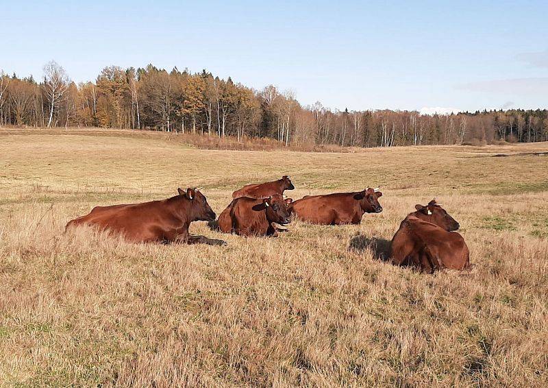 Hodowla bydła