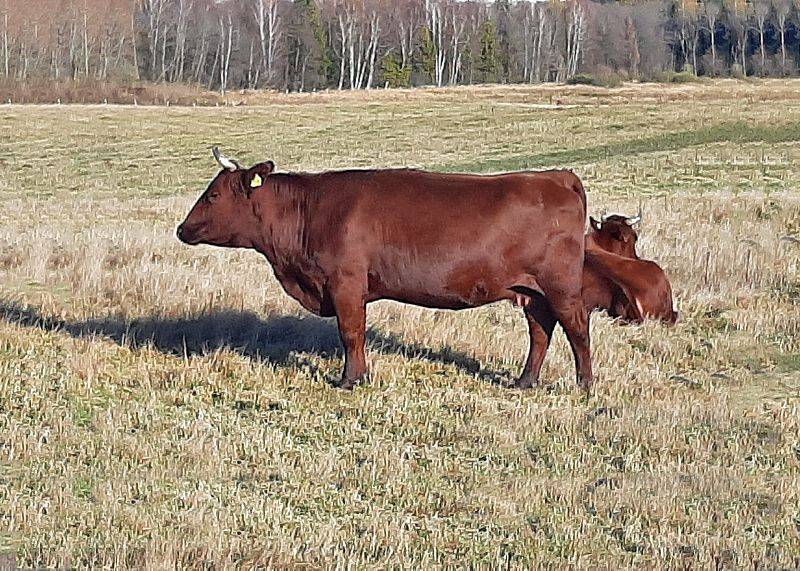 Hodowla bydła
